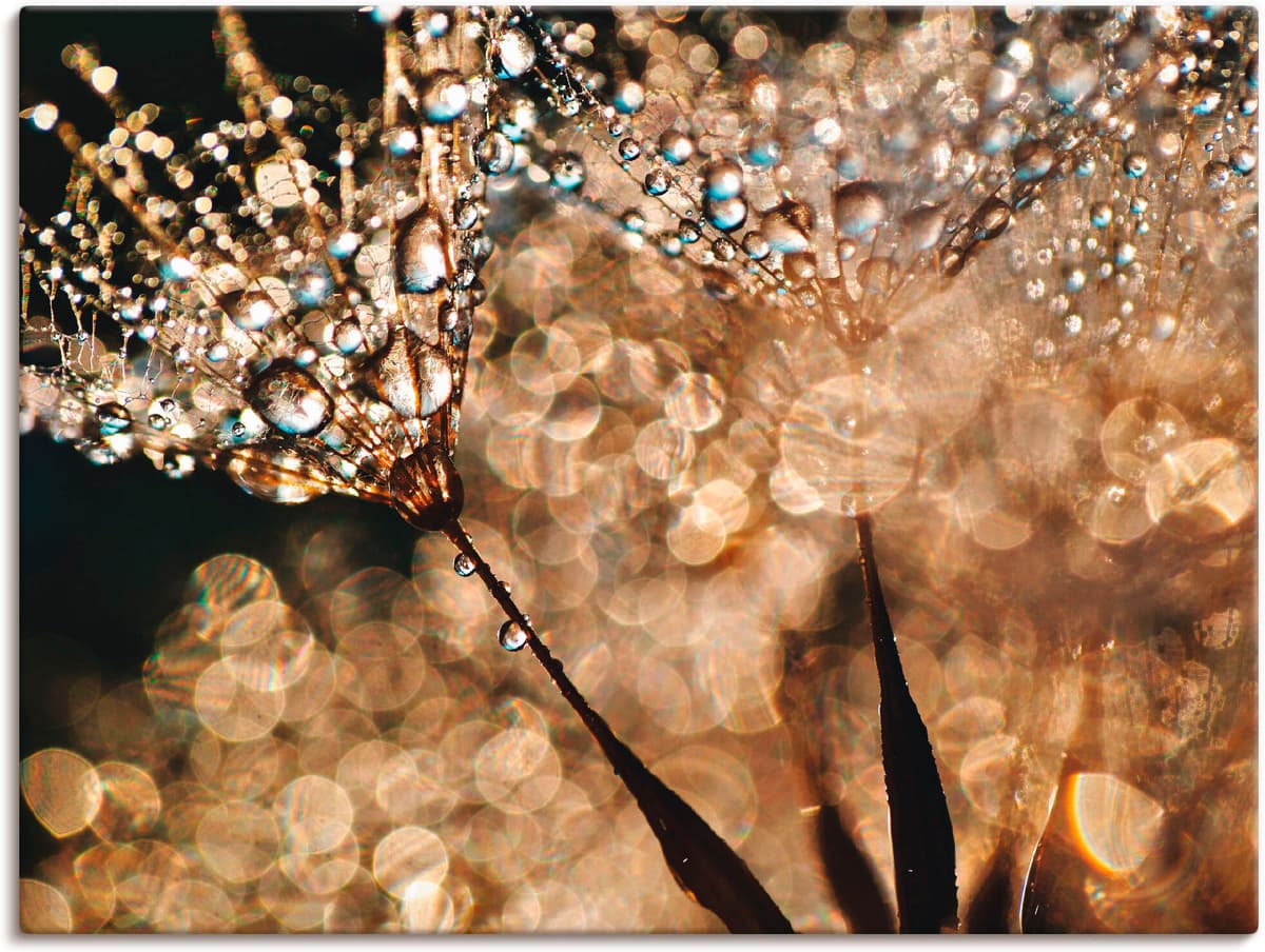 Wandbild ARTLAND "Pusteblume Goldschimmer", gold (farbe bild(er): goldfarben), B:60cm H:45cm, Bilder, Wandbild, als Alubild, Leinwandbild, Poster in verschied. Grössen farbe bild(er): goldfarben B/H/T: 60cm x 45cm, Leinwandbild Blumen, 1 Stk.