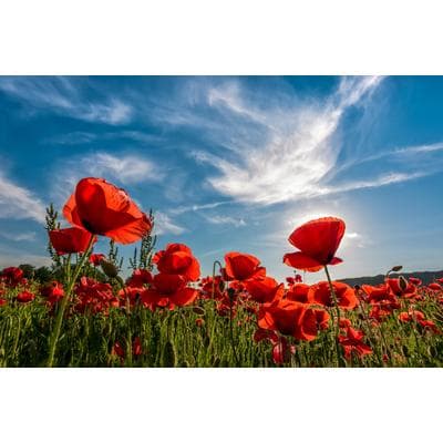 Fototapete PAPERMOON "Poppy Flowers Field", bunt, B:2m L:1,49m, Vlies, Tapeten