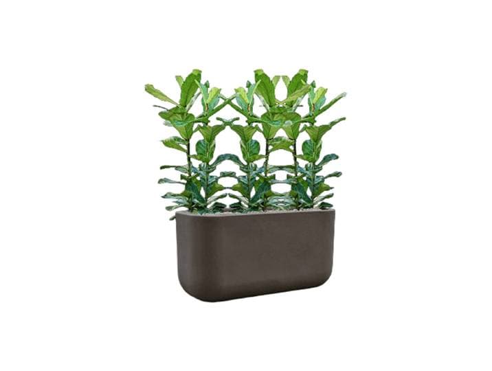 Pflanzen Arrangement „Ficus lyrata in Seren“ Baq Design