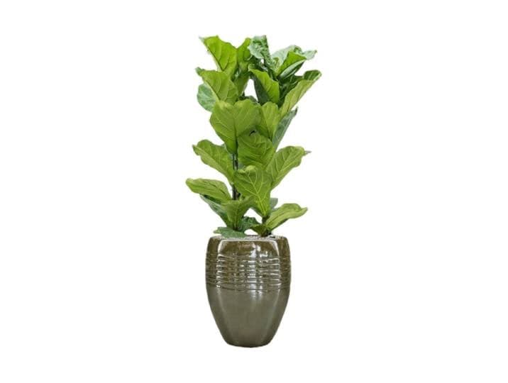 Pflanzen Arrangement „Ficus lyrata in Traces“ Keramik Baq Design