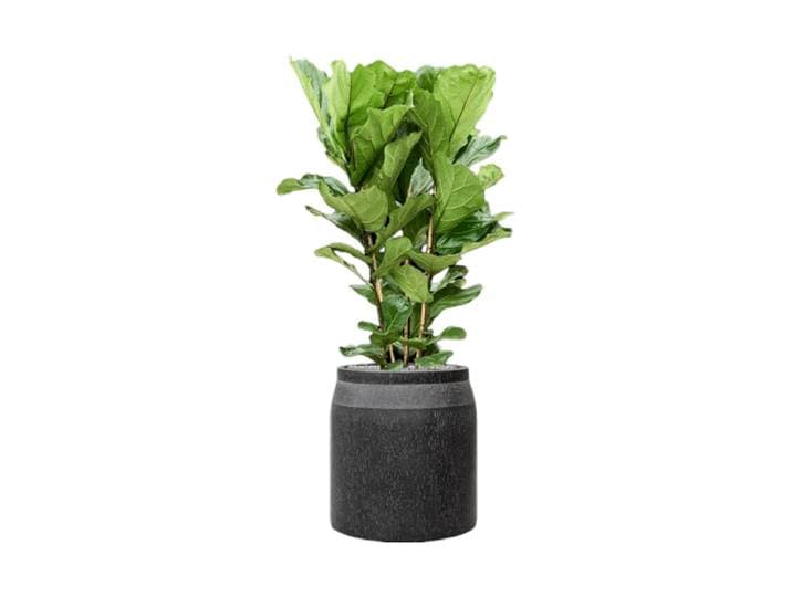 Pflanzen Arrangement „Ficus lyrata in Baq Raindrop“ Baq Design