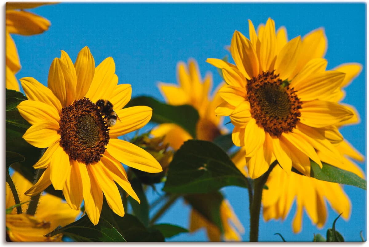 Leinwandbild ARTLAND "Sonnenblumen", gelb (farbe bild(er): gelb), B:30cm H:20cm, Bilder, Leinwandbild, auf Holzrahmen gespannt farbe bild(er): gelb B/H/T: 30cm x 20cm, Leinwandbild Blumen, 1 Stk.