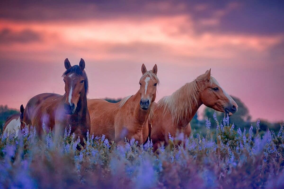 Fototapete PAPERMOON "Häuser", bunt, B:2,5m L:1,86m, Vlies, Tapeten, Fototapete bunt B/L: 2,5m x 1,86m, Bahnen: 5 Stk.