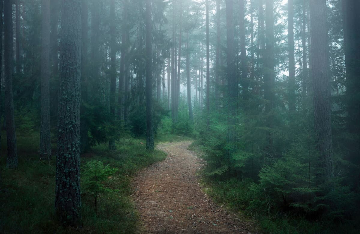 Fototapete PAPERMOON "Photo-Art CHRISTIAN LINDSTEN, DER VERWUNSCHENE WALD", bunt, B:4,5m L:2,8m, Vlies, Tapeten, Fototapete bunt B/L: 4,5m x 2,8m, Bahnen: 9 Stk.