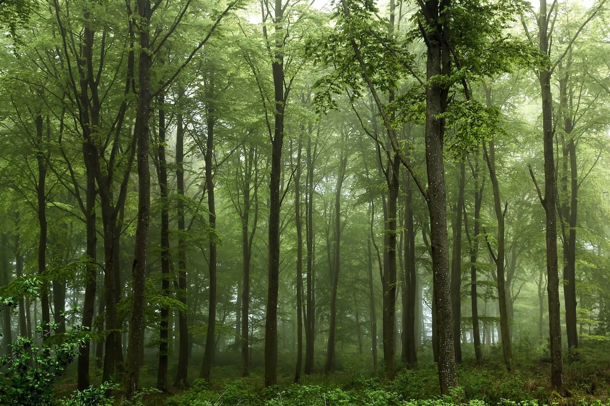Fototapete PAPERMOON "Photo-Art LEIF LONDAL, WALD", bunt, B:3m L:2,23m, Vlies, Tapeten, Fototapete