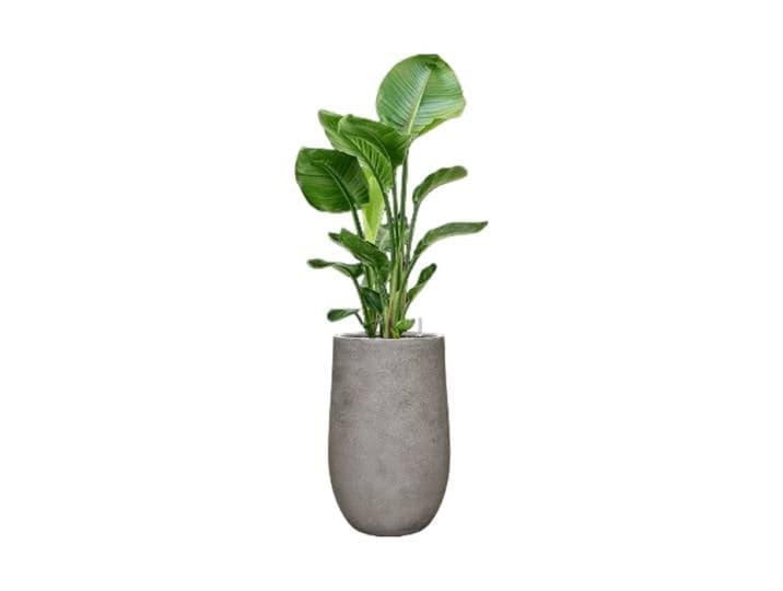 Pflanzen Arrangement „Strelitzia nicolai in Antwerp“ Baq Design