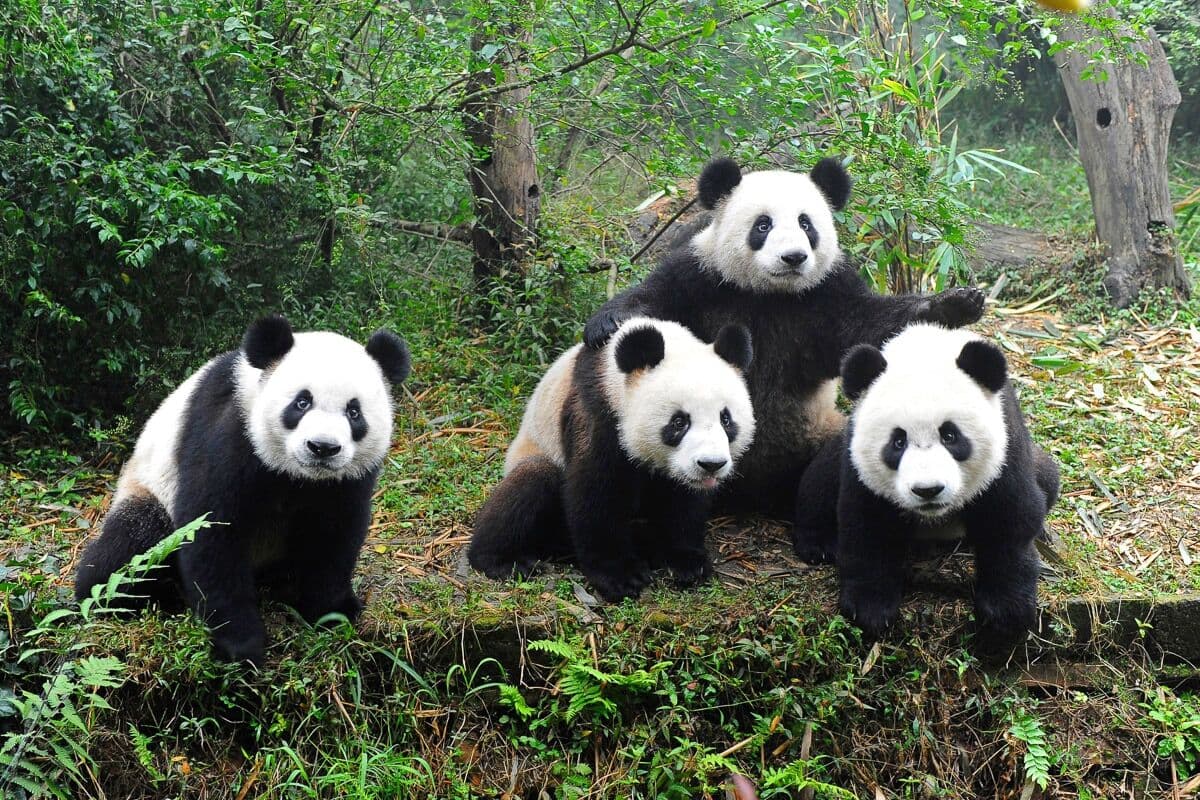 Fototapete PAPERMOON "Pandafamilie", bunt, B:3,5m L:2,6m, Vlies, Tapeten, Fototapete bunt B/L: 3,5m x 2,6m, Bahnen: 7 Stk.
