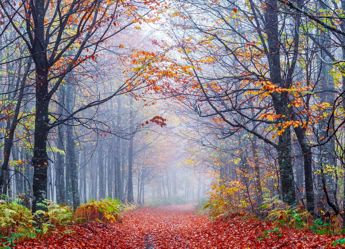 Fototapete PAPERMOON "Foggy Autumn Forest Road", bunt, B:3m L:2,23m, Vlies, Tapeten, Fototapete