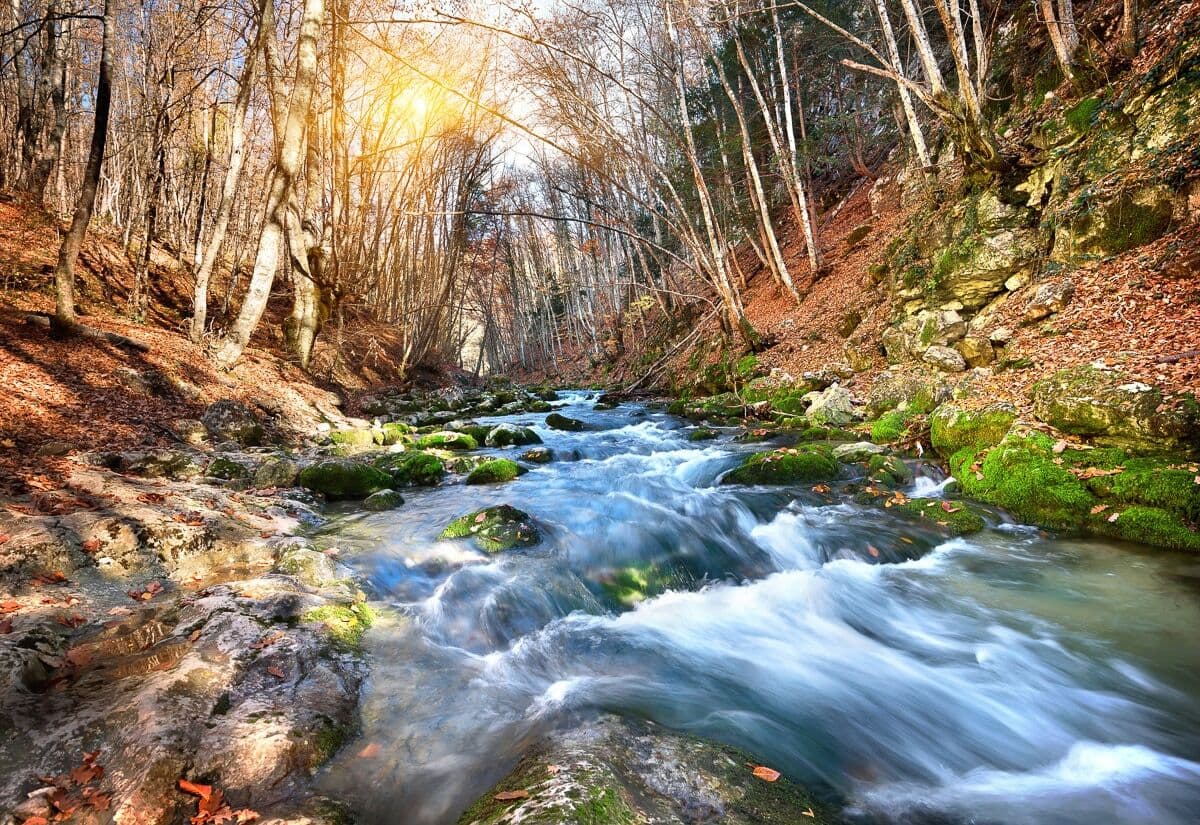 Papermoon "Fluss durch Wald" bunt B/L: 2,5m x 1,86m, Bahnen: 5 Stk.