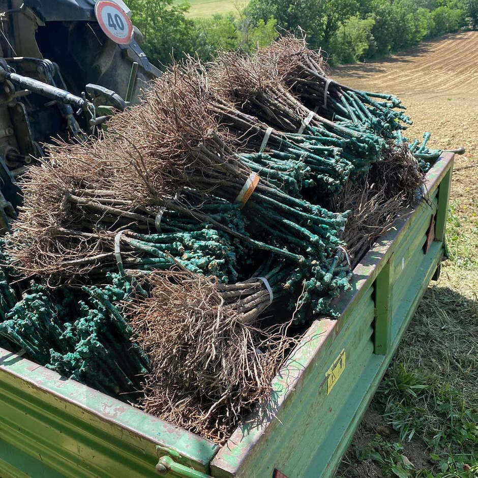 Vivai Rauscedo Plants de vigne Victoria (25 pièces)