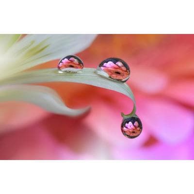 Fototapete PAPERMOON "Zen Wassertropfen mit Blume Makro", bunt, B:2m L:1,49m, Vlies, Tapeten