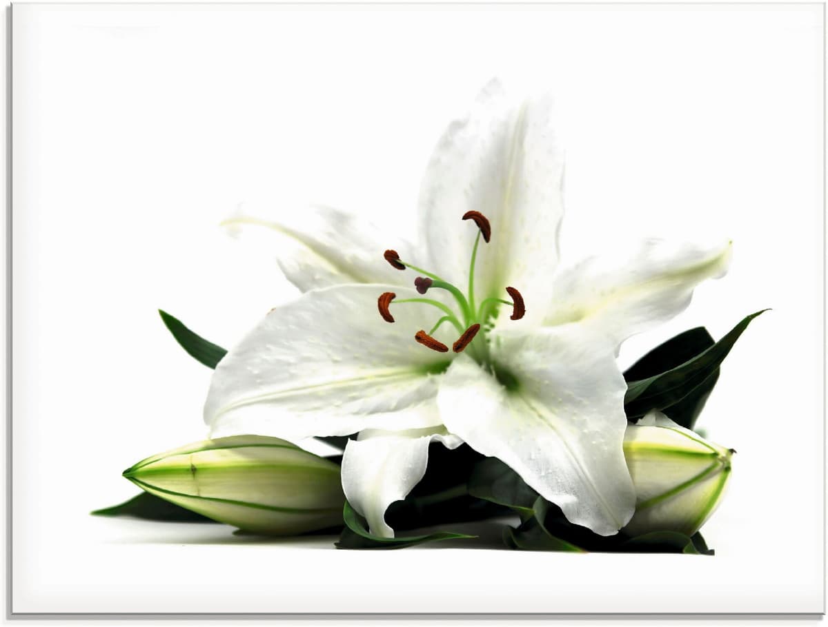 Glasbild ARTLAND "Grosse Lilie", weiss (farbe bild(er): weiß), B:80cm H:60cm, Bilder, Glasbild, in verschiedenen Grössen farbe bild(er): weiß B/H/T: 80cm x 60cm, Glasbild Blumen, 1 Stk.