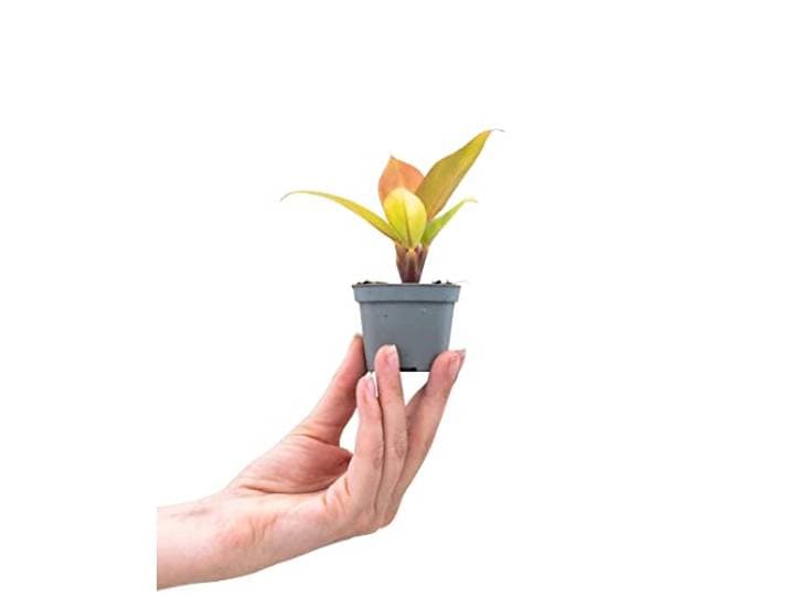 PLNTS - Baby Philodendron Prince Of Orange - Kamerplant - Kweekpot 6 cm - Hoogte 10 cm