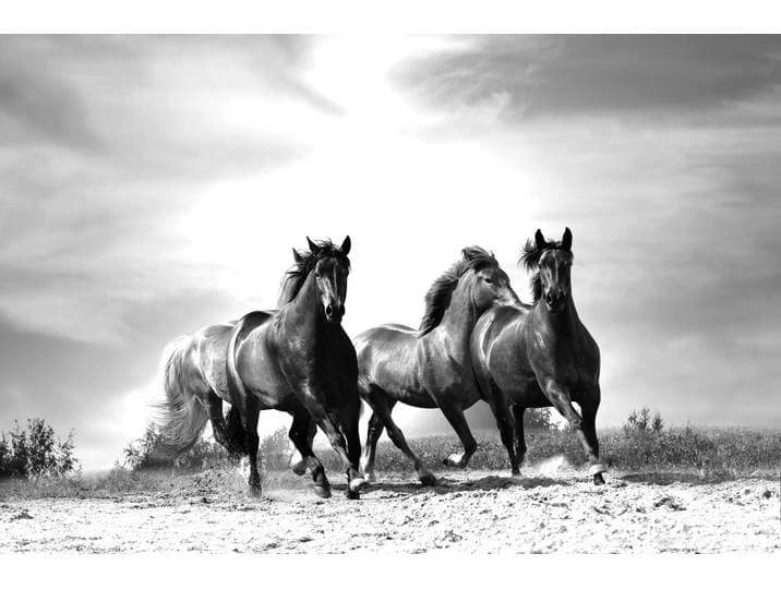 Fototapete PAPERMOON Pferde Schwarz & Weiss , schwarz (schwarz, weiß), B:5m L:2,8m, Vlies, Tapeten, Fototapete