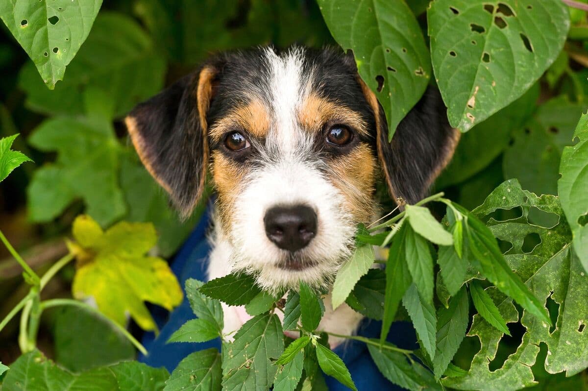 Fototapete PAPERMOON "Hund", bunt, B:4,5m L:2,8m, Vlies, Tapeten, Fototapete bunt B/L: 4,5m x 2,8m, Bahnen: 9 Stk.