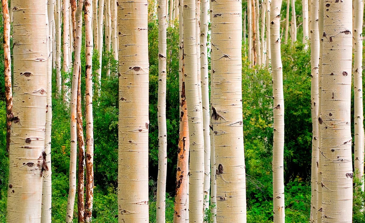 Fototapete PAPERMOON "Aspen Woods in Summer", bunt, B:1,5m L:1,11m, Vlies, Tapeten, Fototapete bunt B/L: 1,5m x 1,11m, Bahnen: 7 Stk.