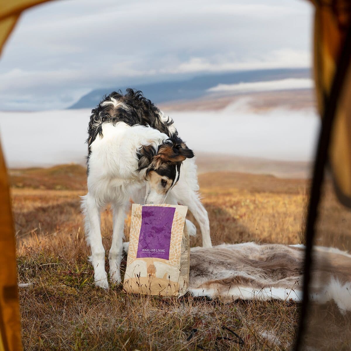 Essential Foods Highland Living Tørrfôr Til Hund 10 Kg