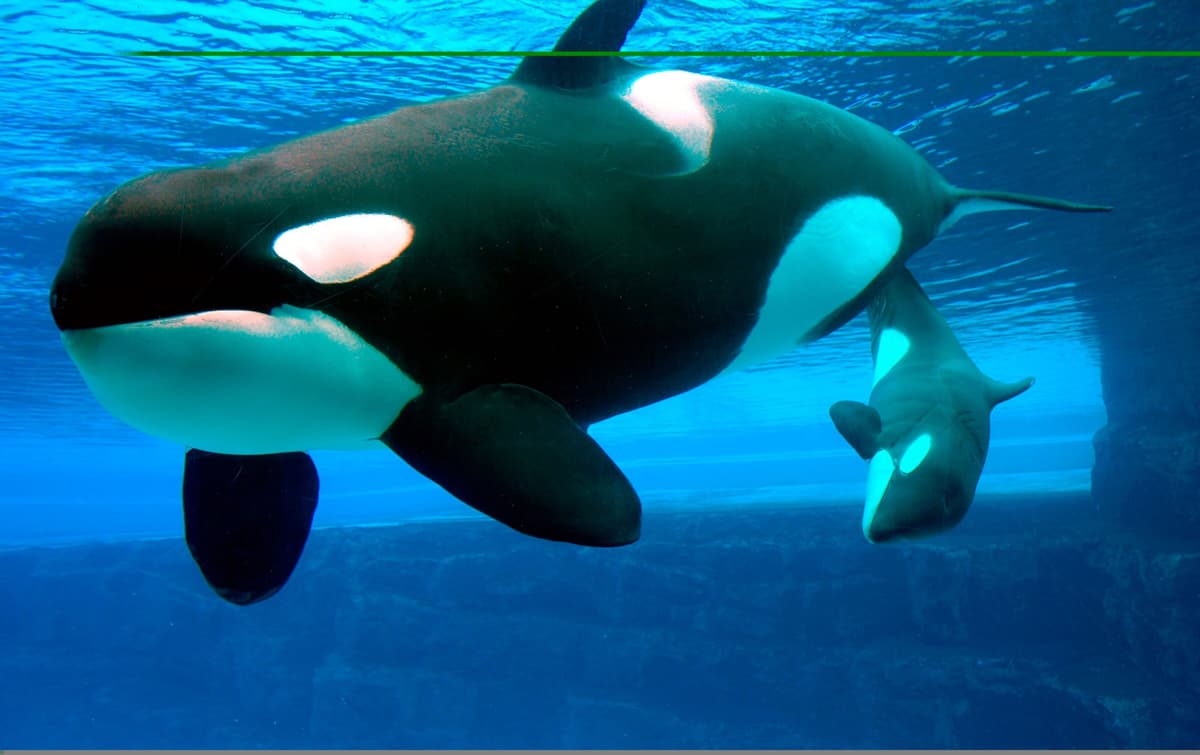 Fototapete PAPERMOON "Whales", bunt, B:4m L:2,6m, Vlies, Tapeten, Fototapete bunt B/L: 4m x 2,6m, Bahnen: 8 Stk.