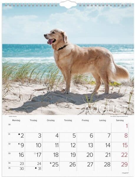 Mayland 2027 Vægkalender, Hunde
