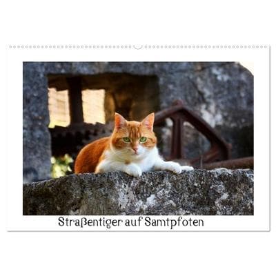 Straßentiger auf Samtpfoten (Wandkalender 2027 DIN A2 quer), CALVENDO Monatskalender