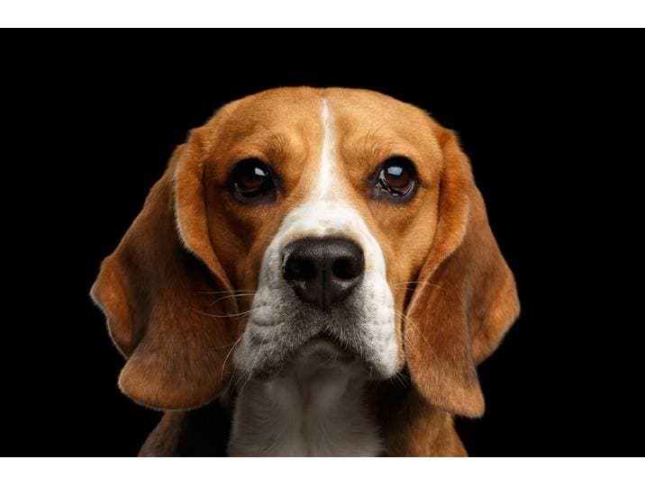 Fototapete PAPERMOON hund , bunt, B:1,5m L:1,11m, Vlies, Tapeten, Fototapete