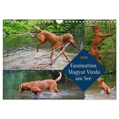 Faszination Magyar Vizsla am See (Wandkalender 2026 DIN A4 quer), CALVENDO Monatskalender
