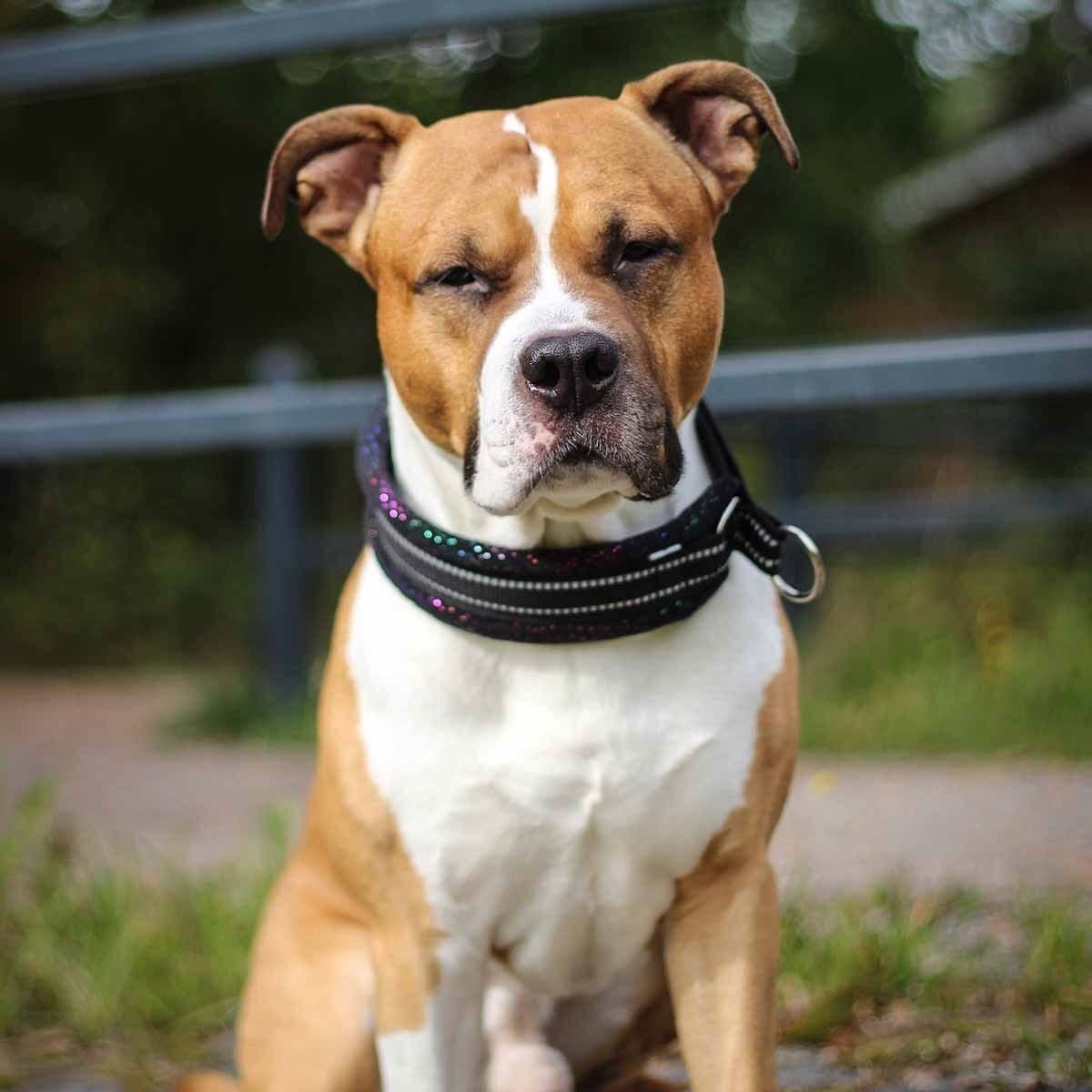 Kusse & Kutta Kusse&kutta; Hundhalsband Bred Modell Svart Glitter