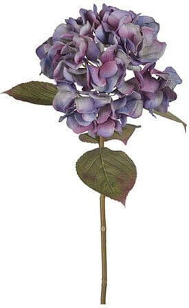 Newport Hortensia snittblomma lila