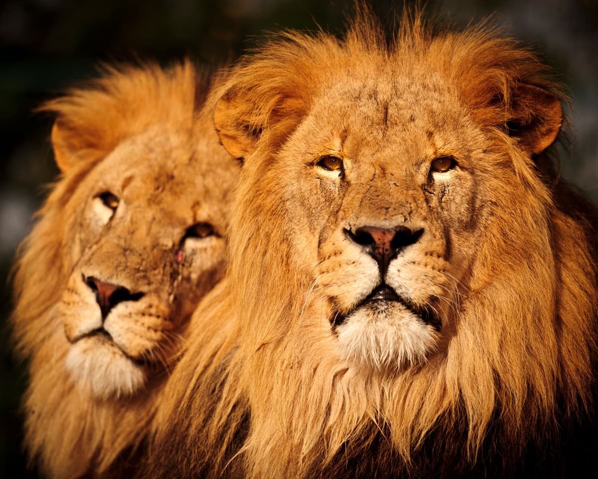 Fototapete PAPERMOON "Male Lions", bunt, B:3,5m L:2,6m, Vlies, Tapeten, Fototapete bunt B/L: 3,5m x 2,6m, Bahnen: 7 Stk.