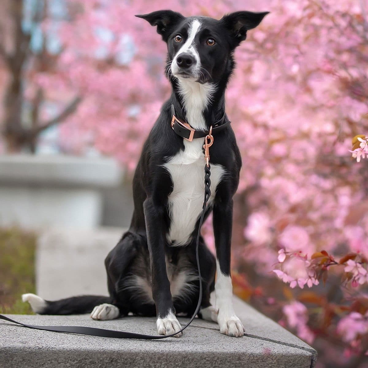 Tyylivoitto Classy Hundhalsband Stor Modell Svart S