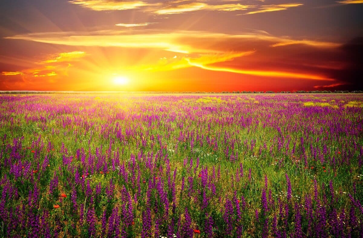 Fototapete PAPERMOON "Blumenwiese Sonnenuntergang", bunt, B:3,5m L:2,6m, Vlies, Tapeten, Fototapete bunt B/L: 3,5m x 2,6m, Bahnen: 7 Stk.