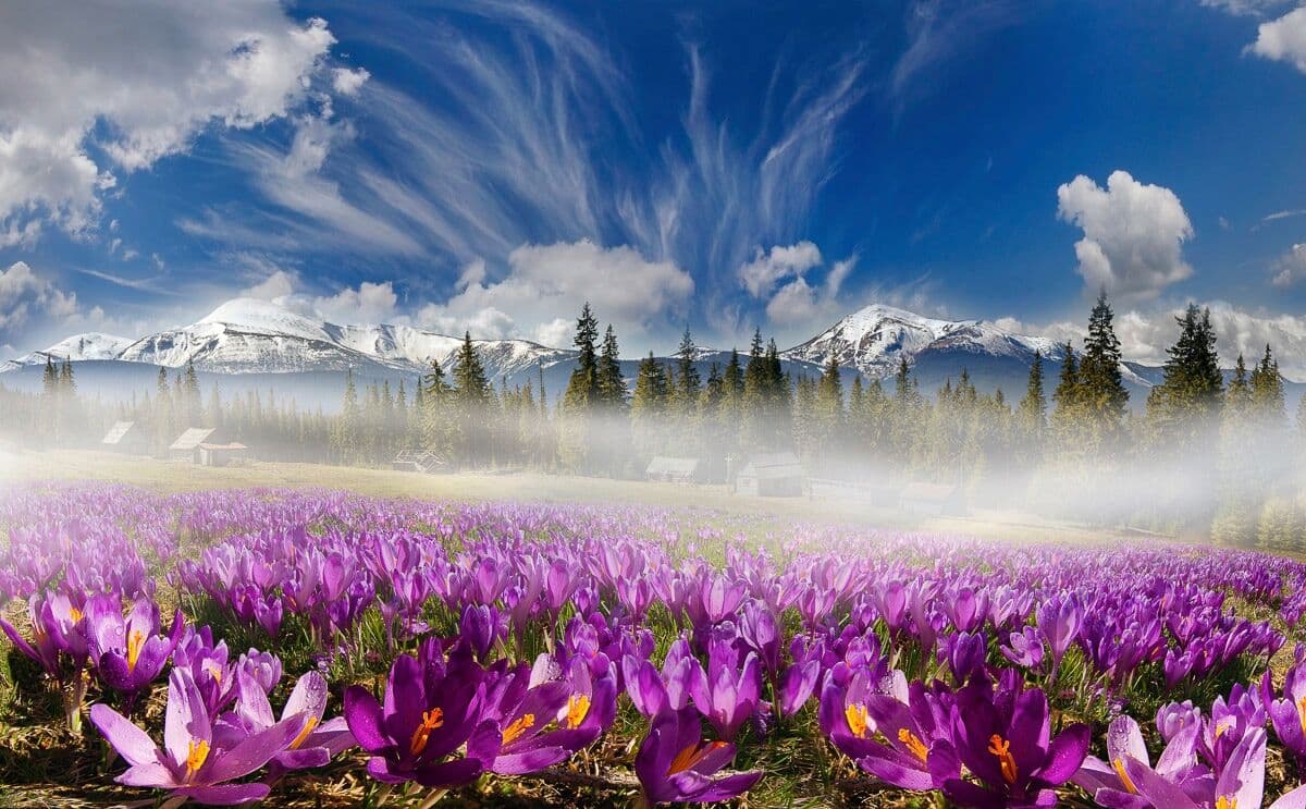 Fototapete PAPERMOON "Karpatengebirgsblumen", bunt, B:3m L:2,23m, Vlies, Tapeten, Fototapete bunt B/L: 3m x 2,23m, Bahnen: 6 Stk.