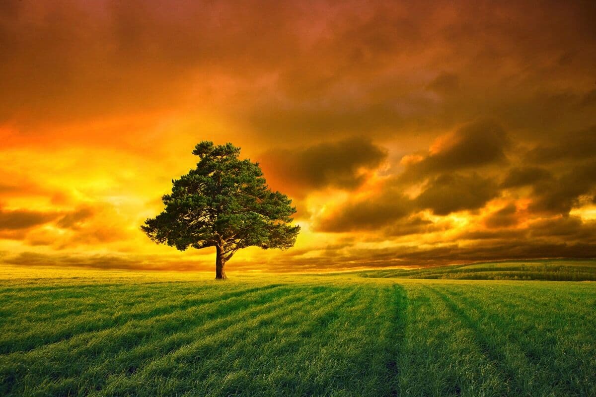 Fototapete PAPERMOON "Baum in Feld", bunt, B:4,5m L:2,8m, Vlies, Tapeten, Fototapete bunt B/L: 4,5m x 2,8m, Bahnen: 9 Stk.