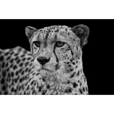 Fototapete PAPERMOON "GEPARD-LÖWE PUMA TIGER JAGUAR SCHWARZ WEIß WANDBILD XXL", bunt, B:4,5m L:2,8m, Vlies, Tapeten