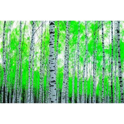 Fototapete PAPERMOON "Birch Forest", bunt, B:4m L:2,6m, Vlies, Tapeten