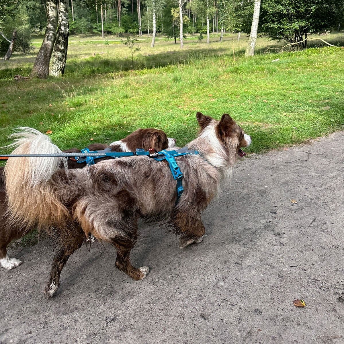 Non-stop dogwear Line Hundsele 5.0 Turkos