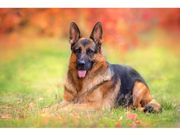 Fototapete PAPERMOON Hund in Natur , bunt, B:2m L:1,49m, Vlies, Tapeten, Fototapete