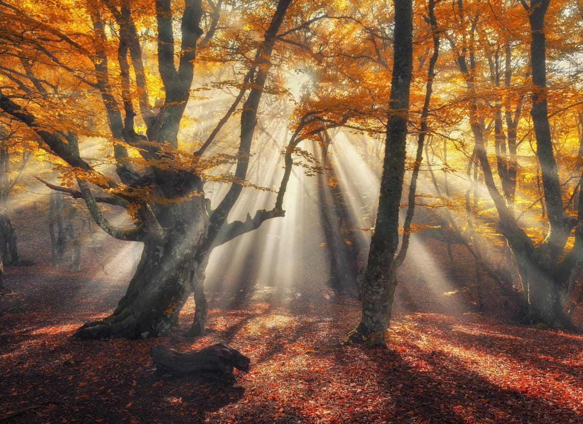Fototapete PAPERMOON "Magical Old Trees", bunt, B:2,5m L:1,86m, Vlies, Tapeten, Fototapete bunt B/L: 2,5m x 1,86m, Bahnen: 5 Stk.